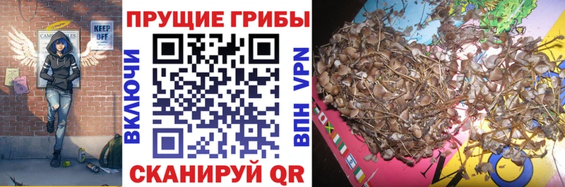 где можно купить наркотик  Верещагино  Псилоцибиновые грибы Psilocybe 